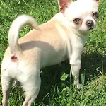 Il Tempo Del Sogno Con Cani E Gatti Pet&breakfast 3*