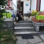 Il Tempo Del Sogno Con Cani E Gatti Pet&breakfast