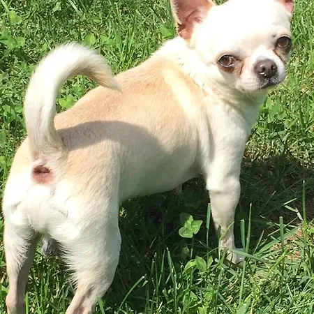 Il Tempo Del Sogno Con Cani E Gatti Pet&breakfast 3*