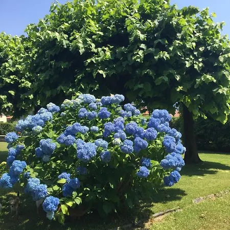 Couette-café Il Tempo Del Sogno Con Cani E Gatti Pet&breakfast