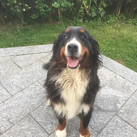 Couette-café Il Tempo Del Sogno Con Cani E Gatti Pet&breakfast 3*