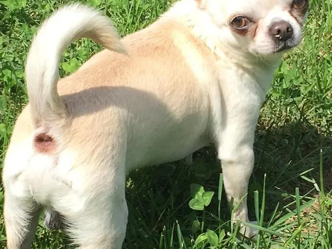 Il Tempo Del Sogno Con Cani E Gatti Pet&breakfast 3*