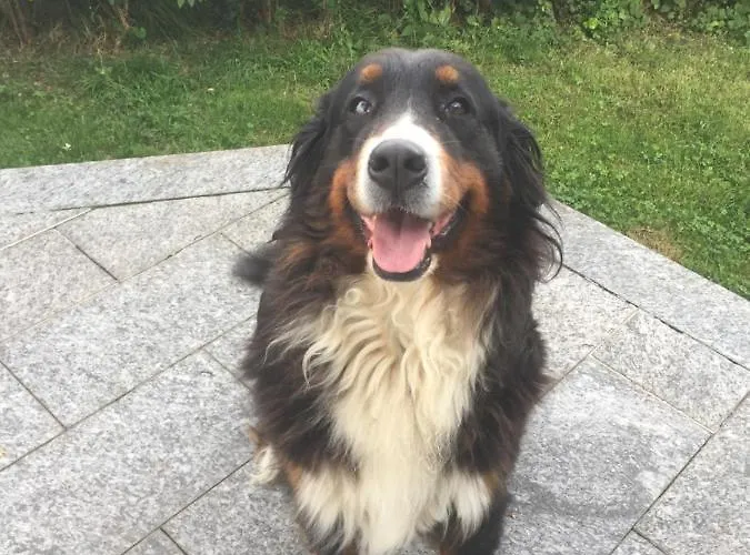 Bed and breakfast Il Tempo Del Sogno Con Cani E Gatti Pet&breakfast 3*