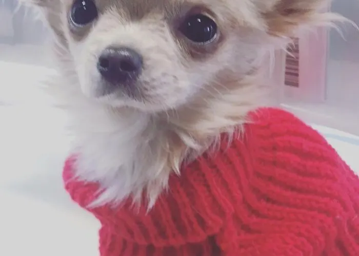 Bed and breakfast Il Tempo Del Sogno Con Cani E Gatti Pet&breakfast